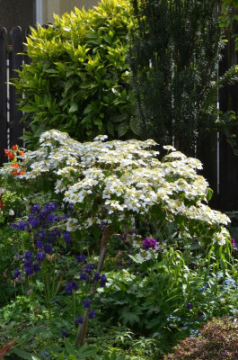 Viburnum Summer Snowflake.22-1.jpg