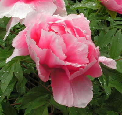 Paeonia_Hana_kisoi_059.jpg