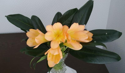 Clivia 1.jpg