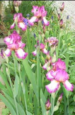 iris1.jpg