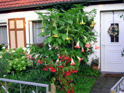Hauseingang_11 001.JPG