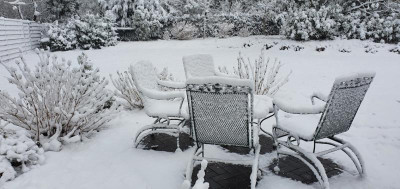 Hortensien im Winter.jpg