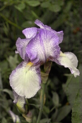 wei-lila_Plicata2.jpg