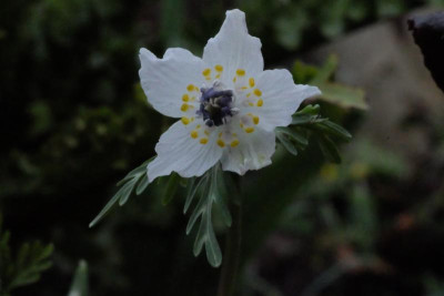 DSCF7264.JPG