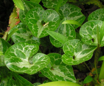 Asarum_hartwegii_043.jpg