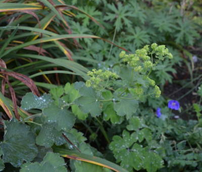 Alchemilla_epipsila.17-3.jpg
