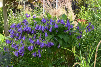 Campanula-KentBelle.21-1.jpg