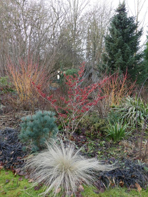 2023-01-14 Gartenimpressionen 1.jpg