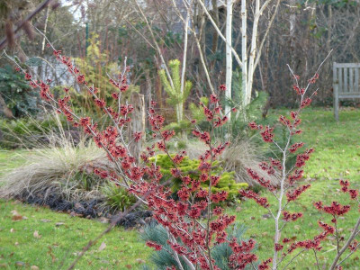 2023-01-14 Gartenimpressionen 2.jpg