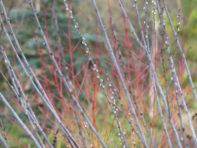 2023-01-14 Gartenimpressionen 4.jpg