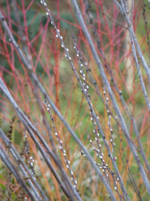 2023-01-14 Gartenimpressionen 5.jpg