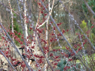 2023-01-14 Gartenimpressionen 6.jpg
