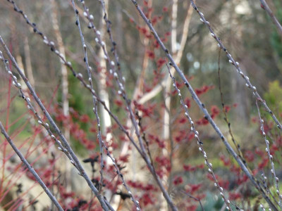 2023-01-14 Gartenimpressionen 7.jpg