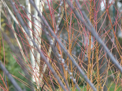 2023-01-14 Gartenimpressionen 8.jpg