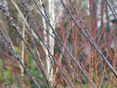 2023-01-14 Gartenimpressionen 9.jpg