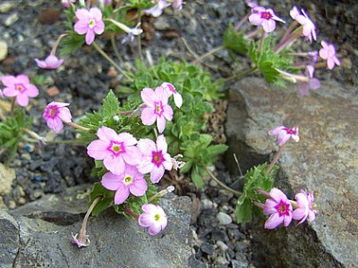 Dionysia_involucrata_fars_2008.jpg