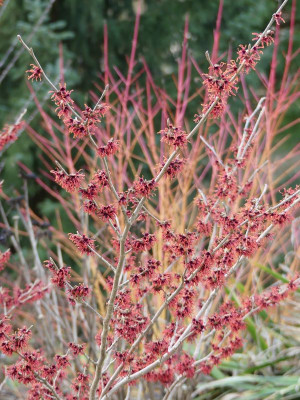 2023-01-14 Hamamelis 'Old Copper' 1.jpg