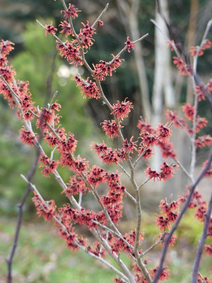2023-01-14 Hamamelis 'Old Copper' 3.jpg
