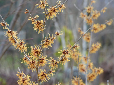 2023-01-14 Hamamelis 'Robert' 3.jpg