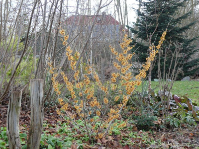 2023-01-14 Hamamelis 'Robert' 1.jpg