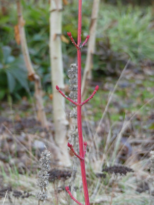2023-01-14 Acer 'Phoenix'.jpg