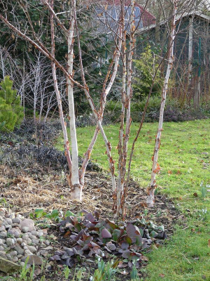 2023-01-14 Betula 'China Rose'.jpg