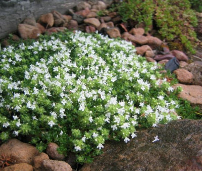 Thymus_praecox_var._albiflora_20080518_02.jpg