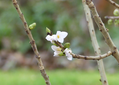 2023-01-14 Daphne mezereum 'Album'.jpg