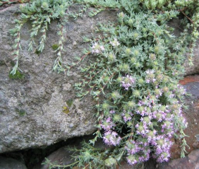 Thymus_neicefferi_20080518_02.jpg