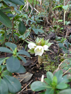 2023-01-14 Helleborus tibethanus.jpg