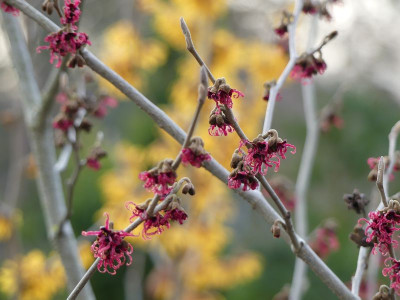 2023-01-14 Hamamelis 'Birgit' 1.jpg