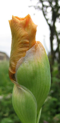 Piroska_17.05.2008.jpg