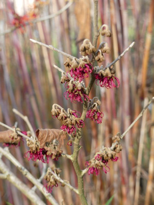 2023-01-14 Hamamelis 'Tsukubana Kurenai' 1.jpg