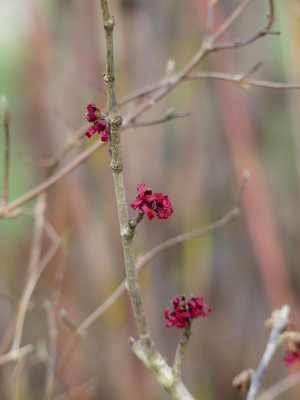 2023-01-14 Hamamelis 'Foxy Lady' 1.jpg