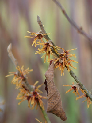 2023-01-14 Hamamelis 'Rochester' 1.jpg