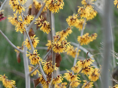 2023-01-14 Hamamelis 'Harry' 1.jpg