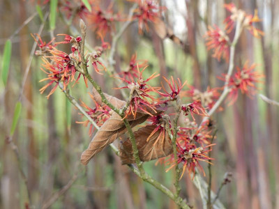 2023-01-14 Hamamelis 'Twilight' 1.jpg