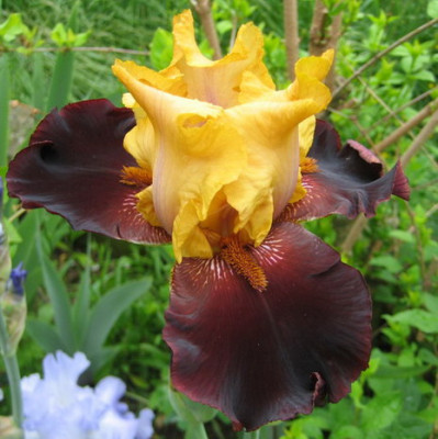 Iris_Vigilante_18.05.08_01.jpg