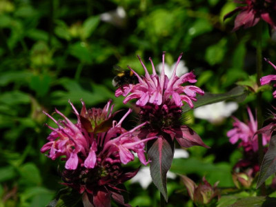 Hummel 2020-07-08 Osten Monarda.JPG