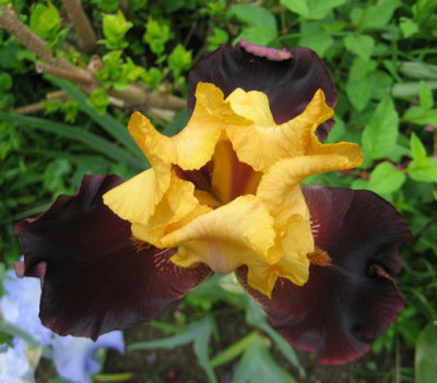 Iris_Vigilante_18.05.08_02.jpg