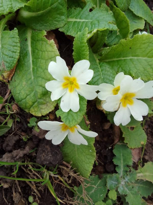 Primula.jpg