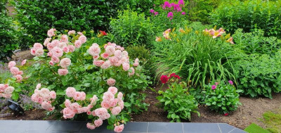 Rose Mariatheresia.jpg