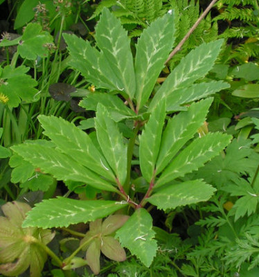 Helleborus_niger_016.jpg