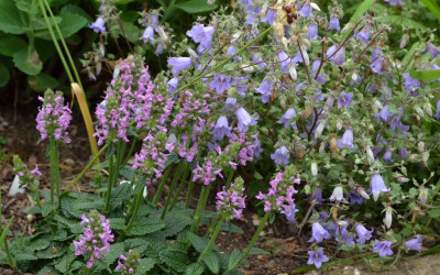 Stachys_grandiflora-Ukkie.20-1.jpg