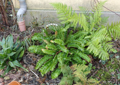 2023-01-14 Asplenium scolopendrium 'Franz Hahn'.jpg