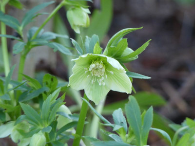2023-01-15 Helleborus liguricus.jpg