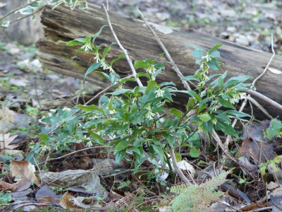 2023-01-15 Sarcococca ruscifolia 1.jpg