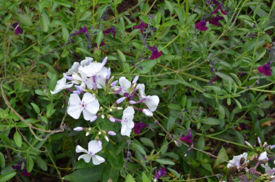 Phlox_paniculata-FlameLIghtBlue.21-1.jpg