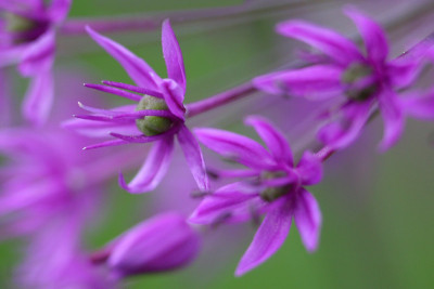Allium-Experiment-2.jpg