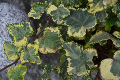Hedera_helix-FoolsGold.20-1.jpg